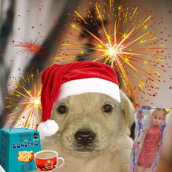 a dog wearing a santa hat and holding a coffee cup with fireworks in the background