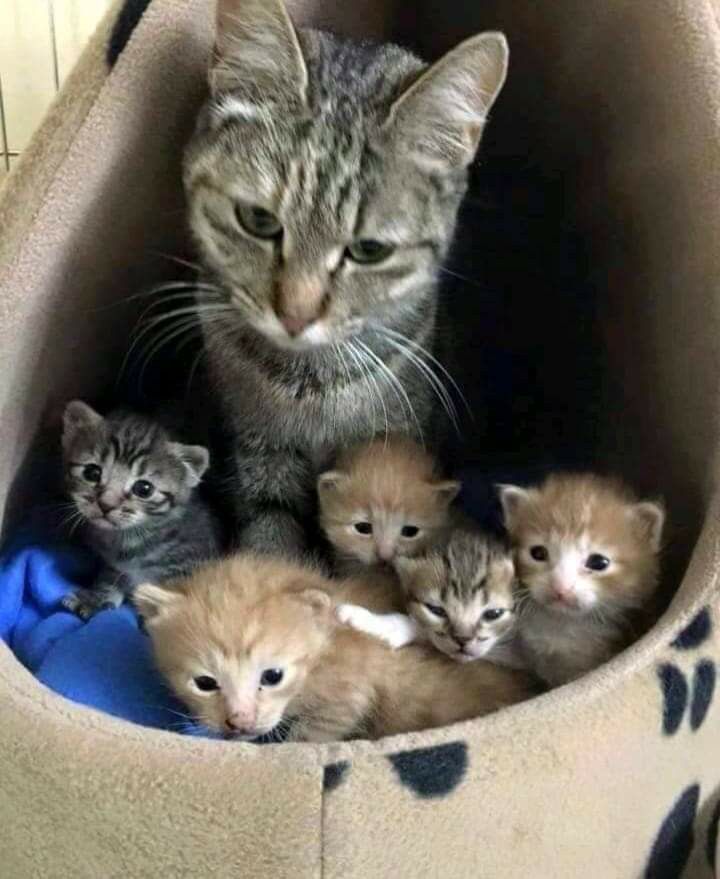 a group of kittens sitting in a cat bed