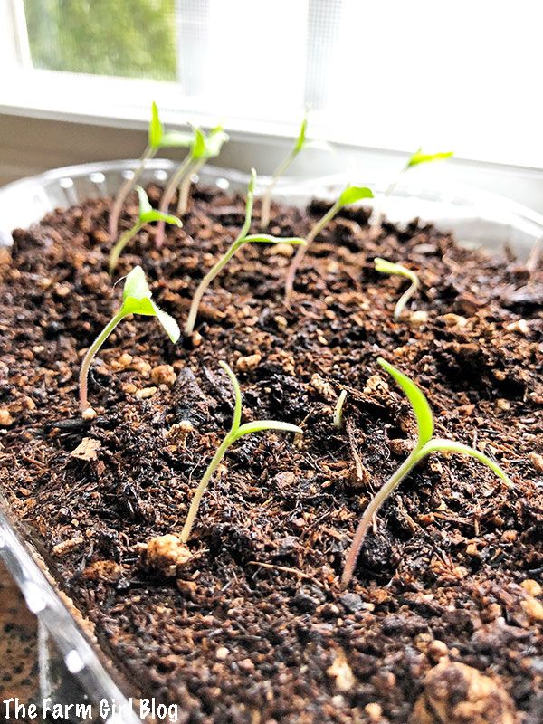 small plants sprouting from the soil in a dish