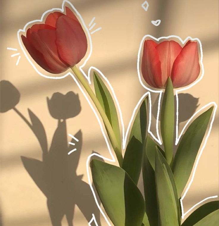 two red tulips are casting a shadow on the wall next to each other