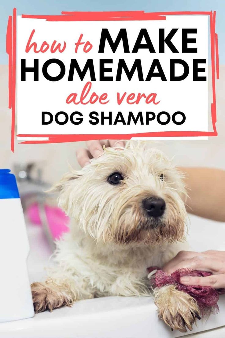 a dog getting its hair washed in a bathtub with the title how to make homemade aloe vera dog shampoo