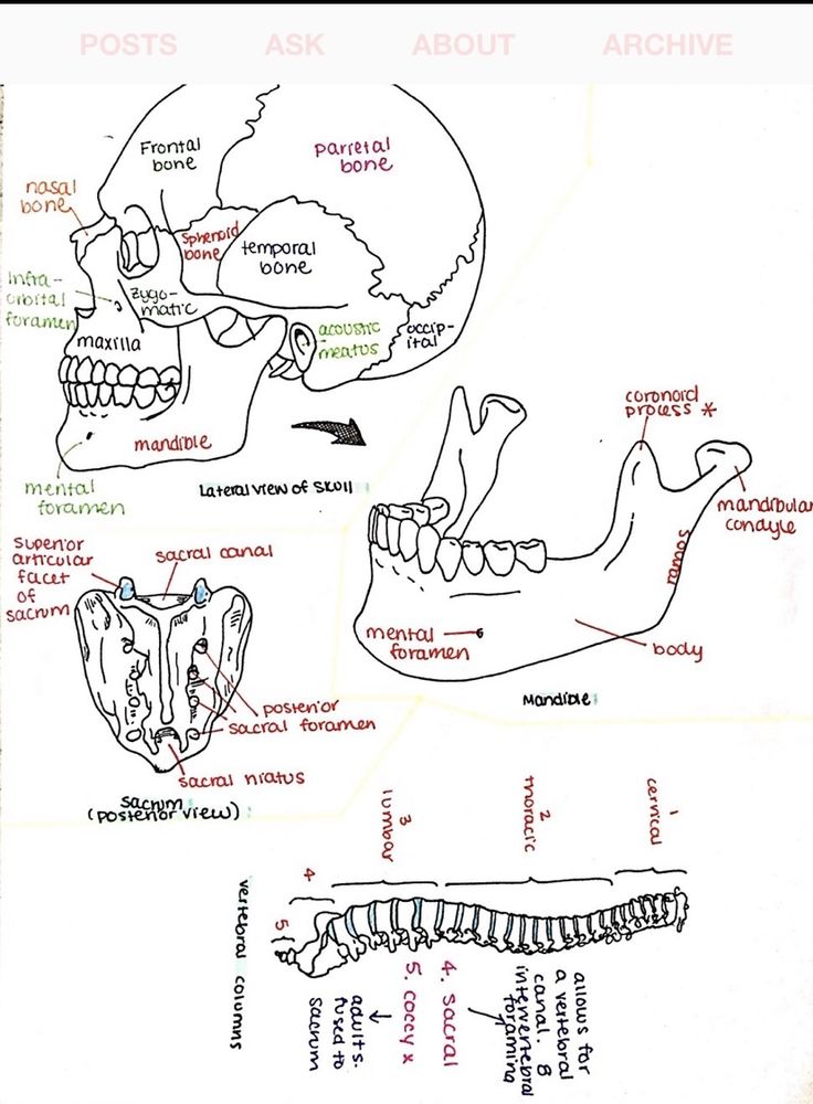 a diagram of the human skull and bones