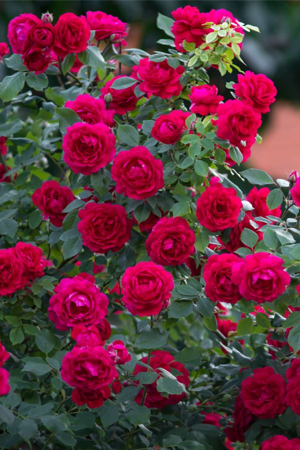 red roses are blooming in the garden