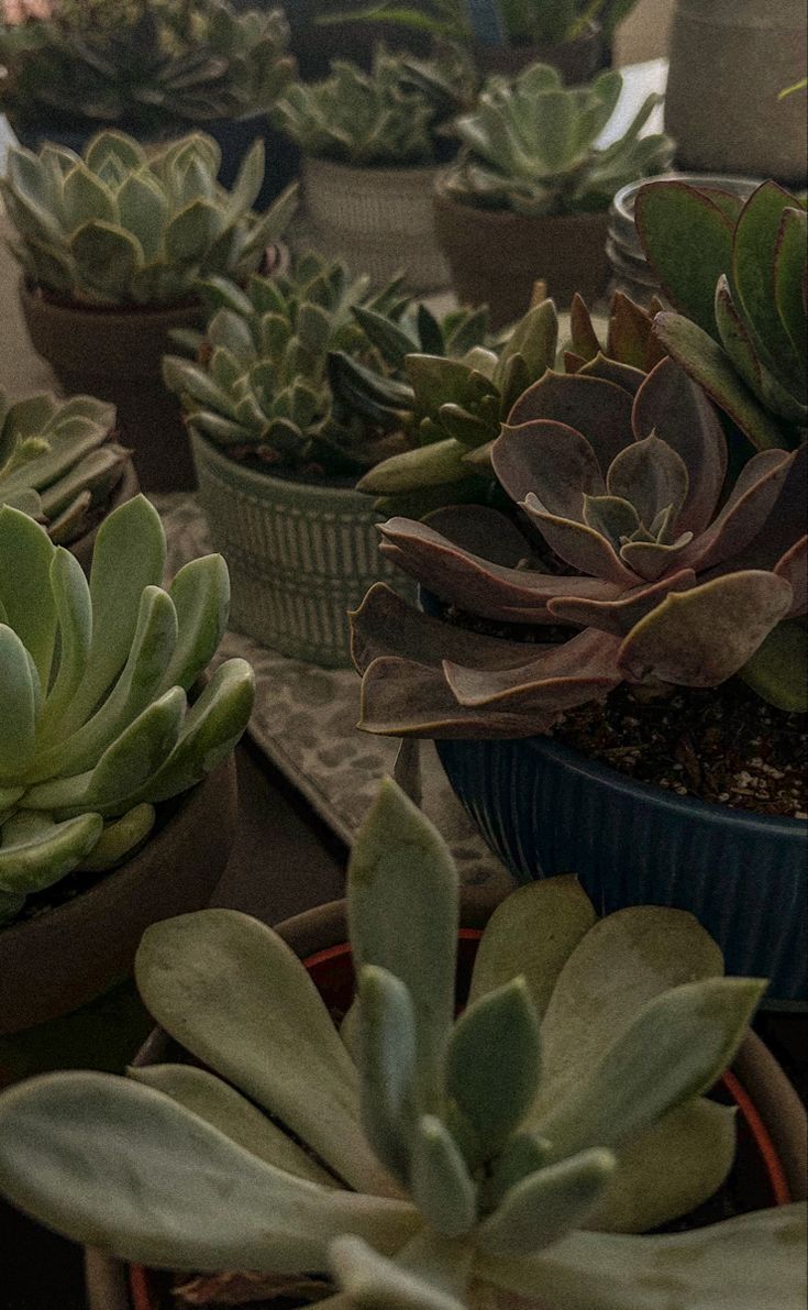 there are many succulents that are in the pots on the table together