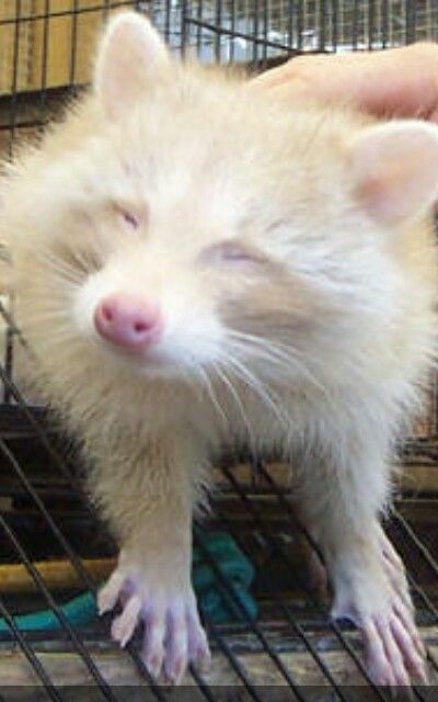 a ferret in a cage being petted by someone