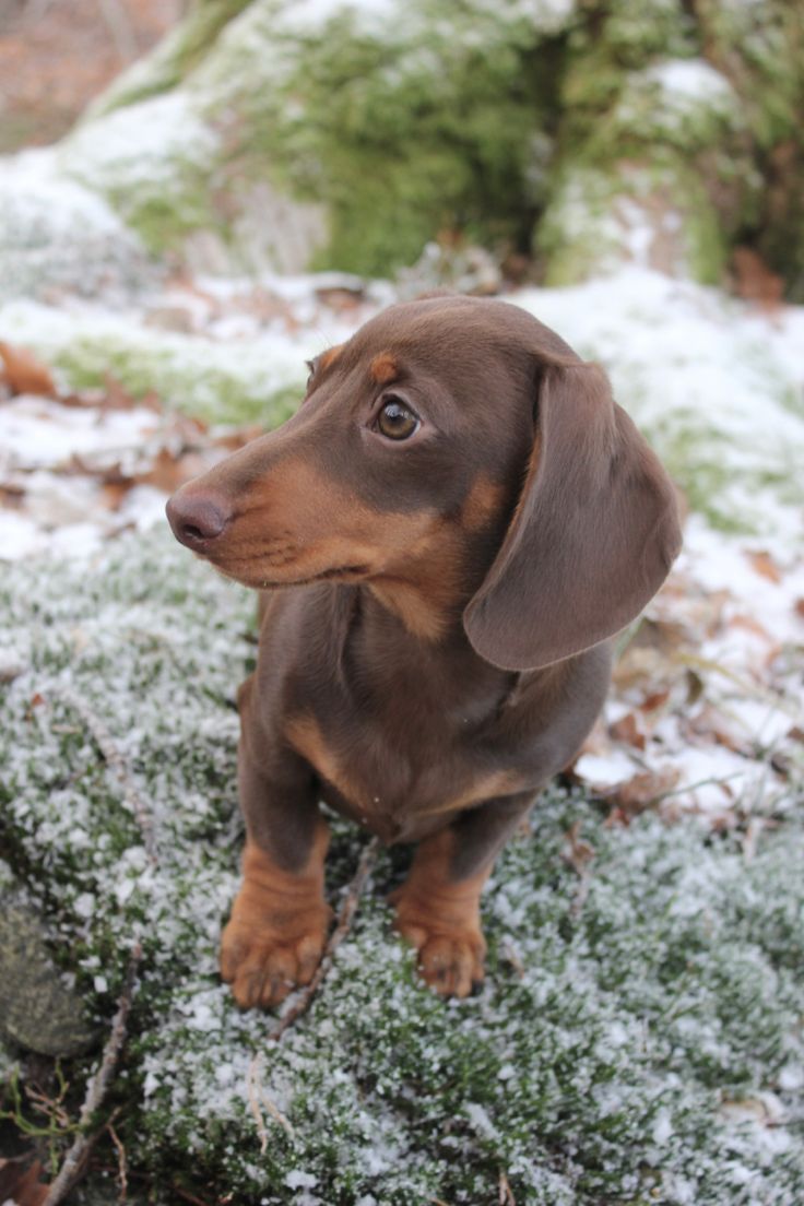 a small brown dog sitting on top of snow covered ground