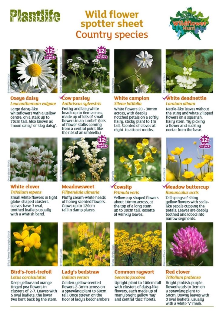 the wildflowers and other flowers are shown in this poster, which includes pictures of them