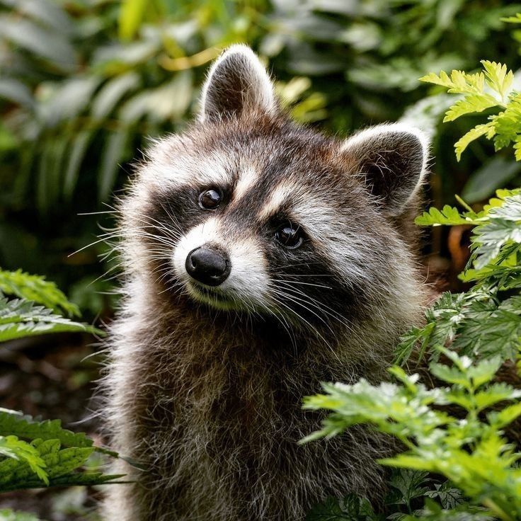 a raccoon is standing in the bushes looking at the camera with an intense look on its face