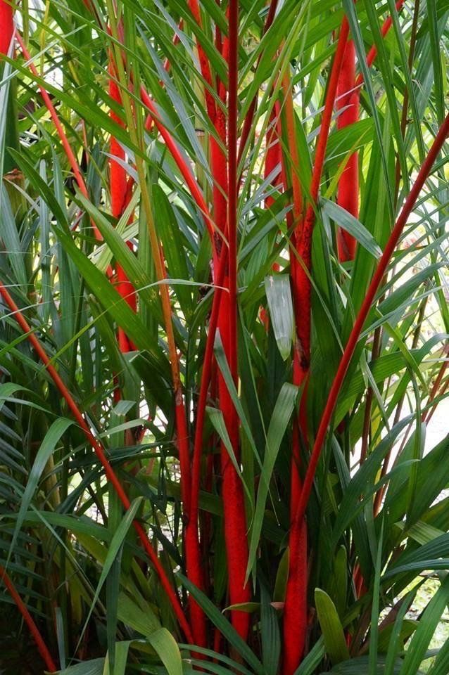 the tall red plant is surrounded by green leaves