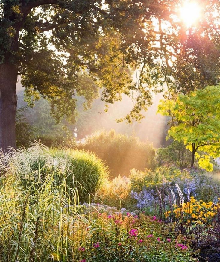 the sun shines brightly through the trees and flowers