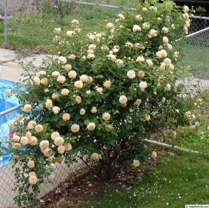 a bush with white flowers next to a pool in a backyard area near a chain link fence