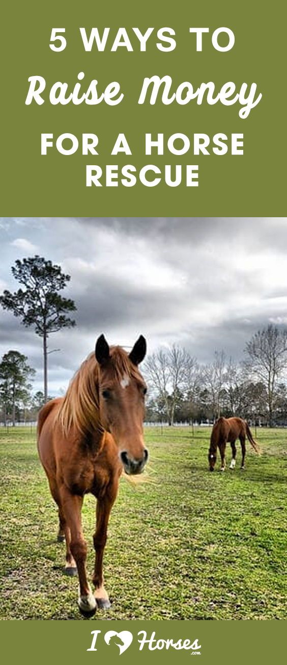 there are horses in the field with text overlay that says 5 ways to raise money for a horse rescue