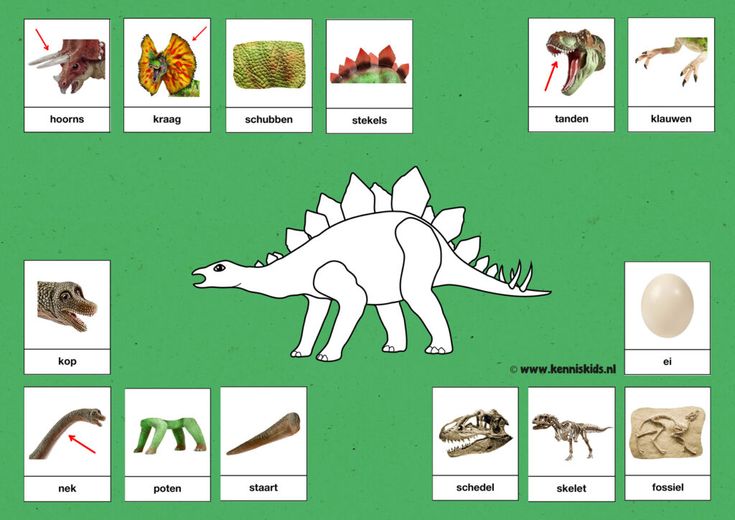 a green poster with pictures of different types of animals