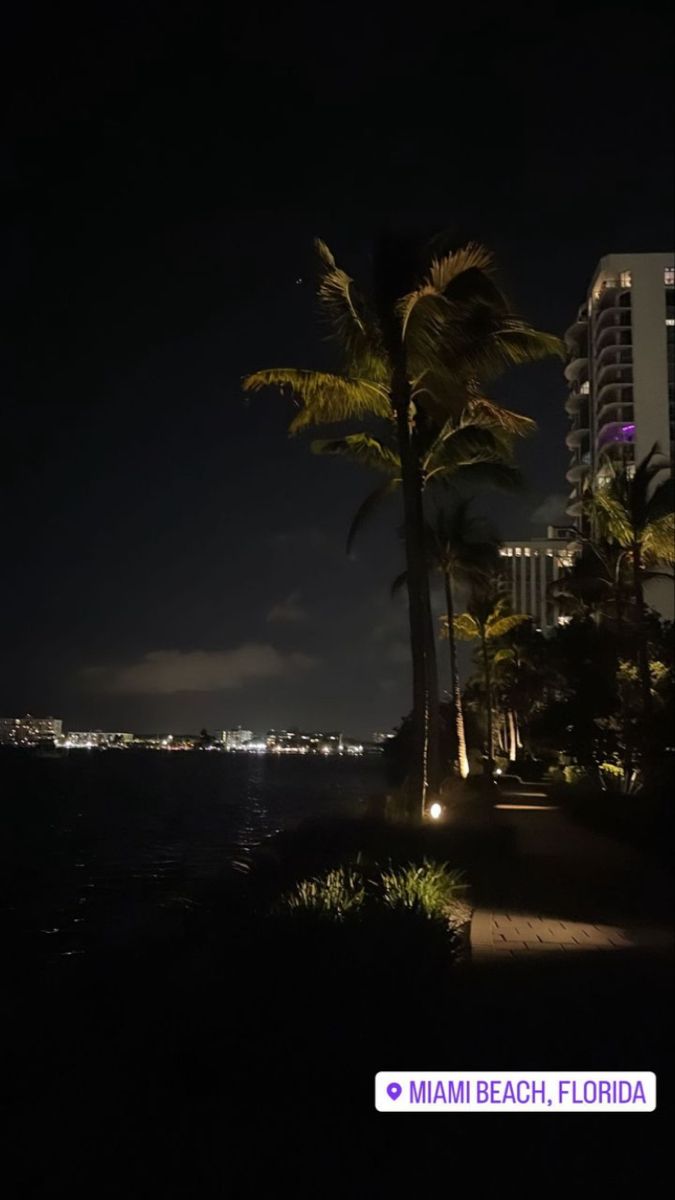 palm trees in front of the ocean at night with lights shining on buildings and water