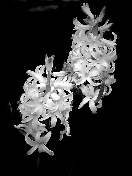 black and white photograph of flowers in full bloom, with dark backround background