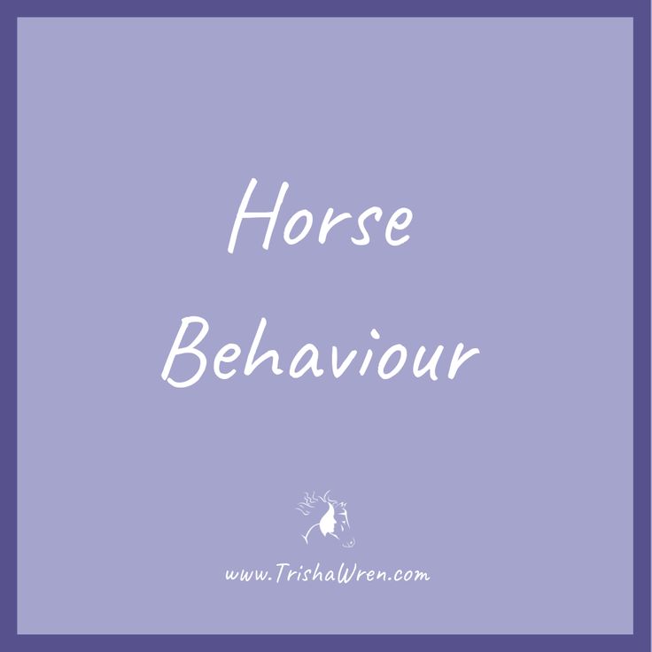 the words horse behaviour in white on a purple background