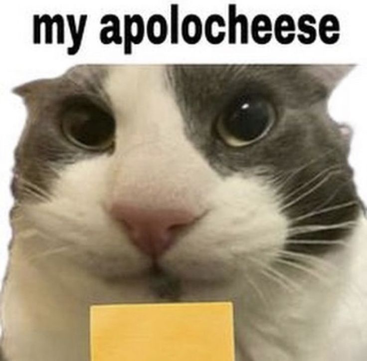 a cat holding up a piece of yellow paper with the caption, my apolochese