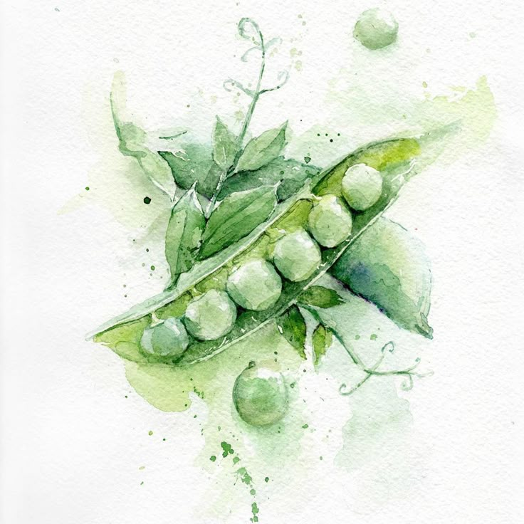 watercolor painting of peas with leaves and drops