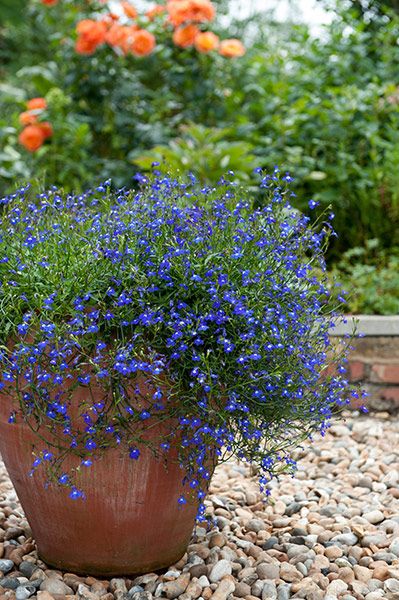 a potted plant with blue flowers sitting on top of it's gravel bed