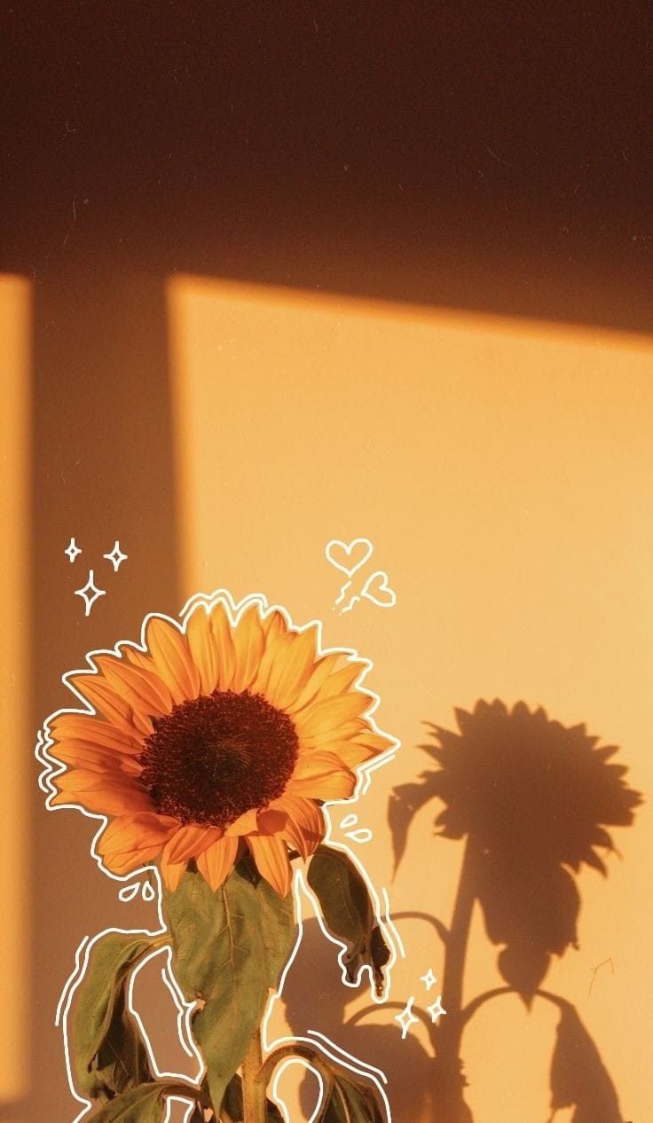 a sunflower casts a shadow on the wall