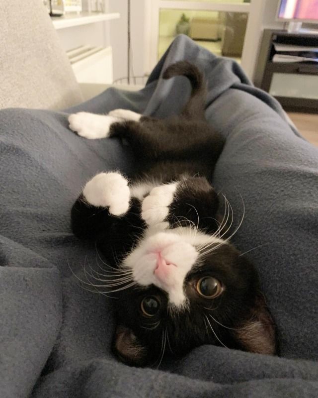 a black and white cat laying on top of a blue comforter covered in a blanket