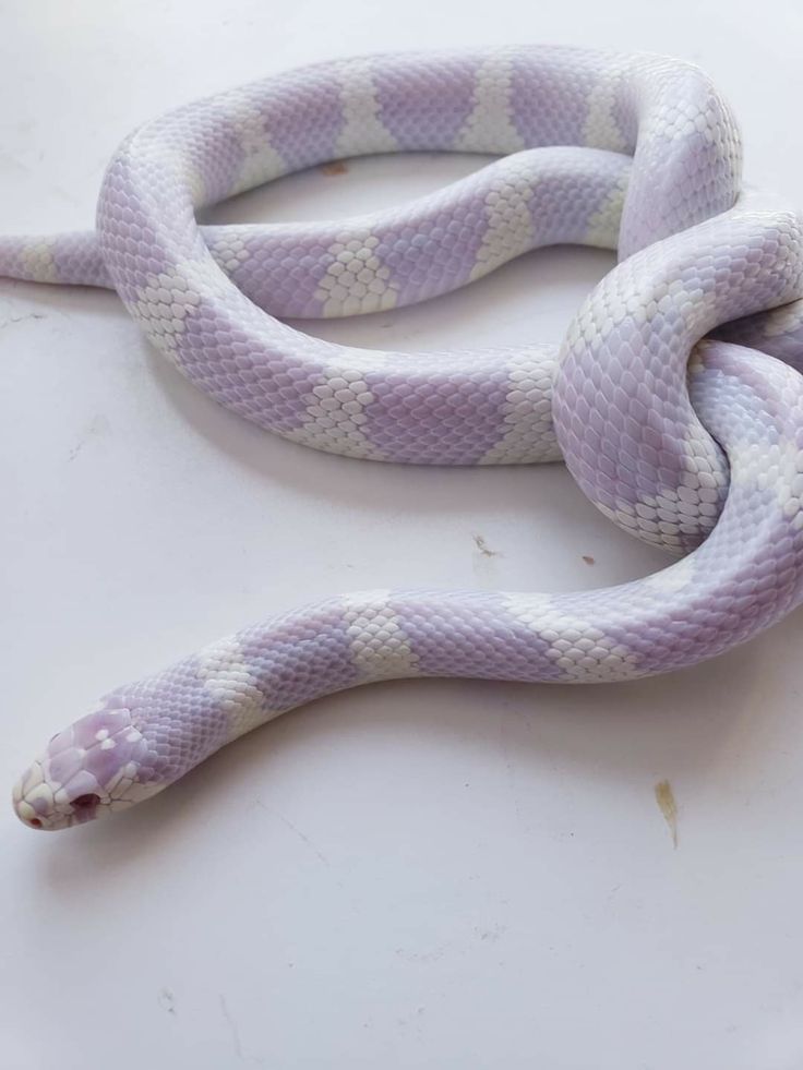 a white snake is curled up on a table