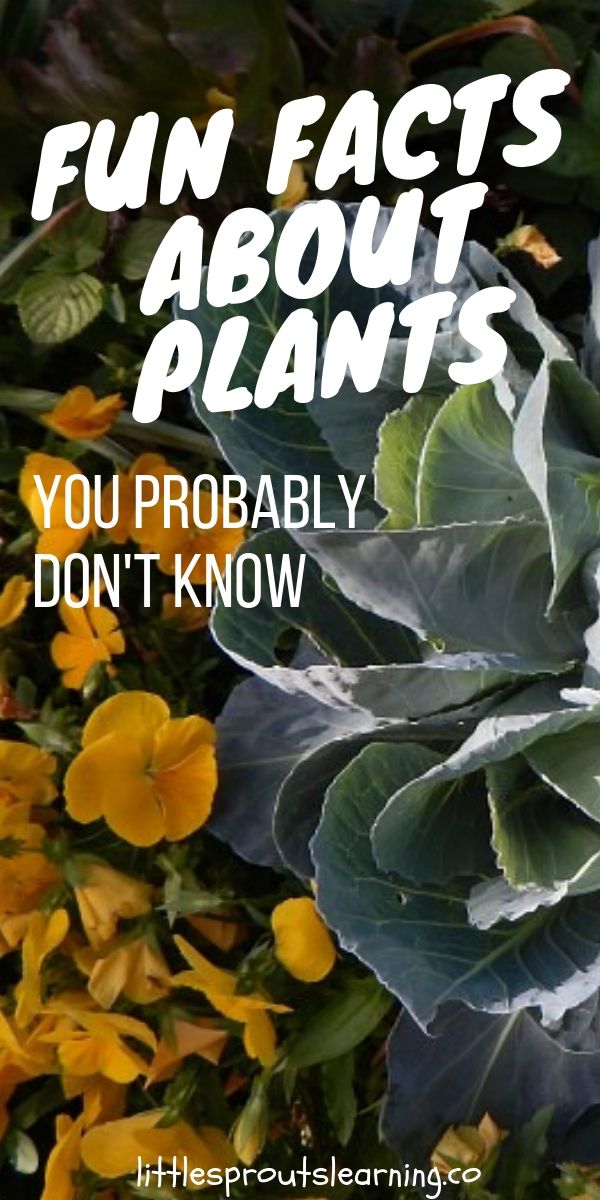 the words fun fact about plants you probably don't know are in white letters