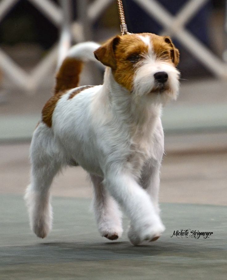 a small white and brown dog on a leash