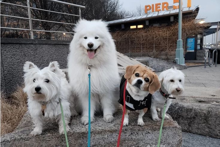 three dogs on leashes standing next to each other