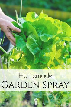 someone is picking lettuce in the garden with text overlay that reads homemade garden spray