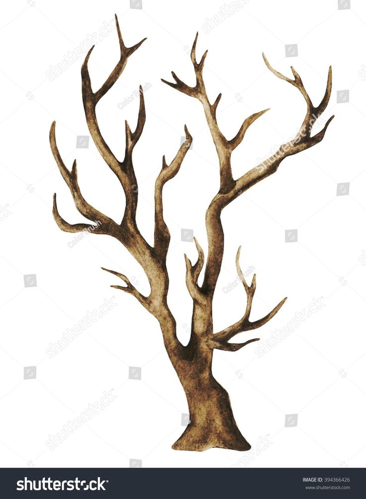 an old dead tree with no leaves on the branches, isolated against a white background