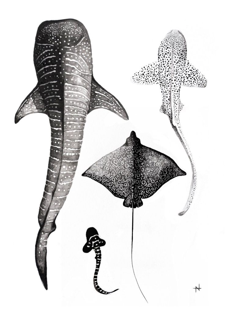 two different types of sea animals are depicted in this drawing, one is a stingfish and the other is a manta ray