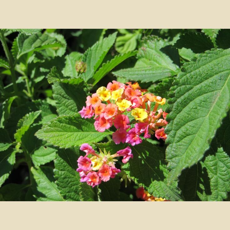 some pink and yellow flowers with green leaves