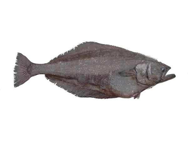 an image of a fish that is in the water on a white background with clippings