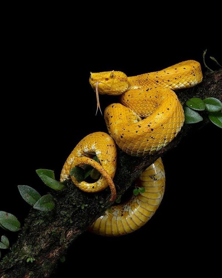 a yellow snake is sitting on a branch