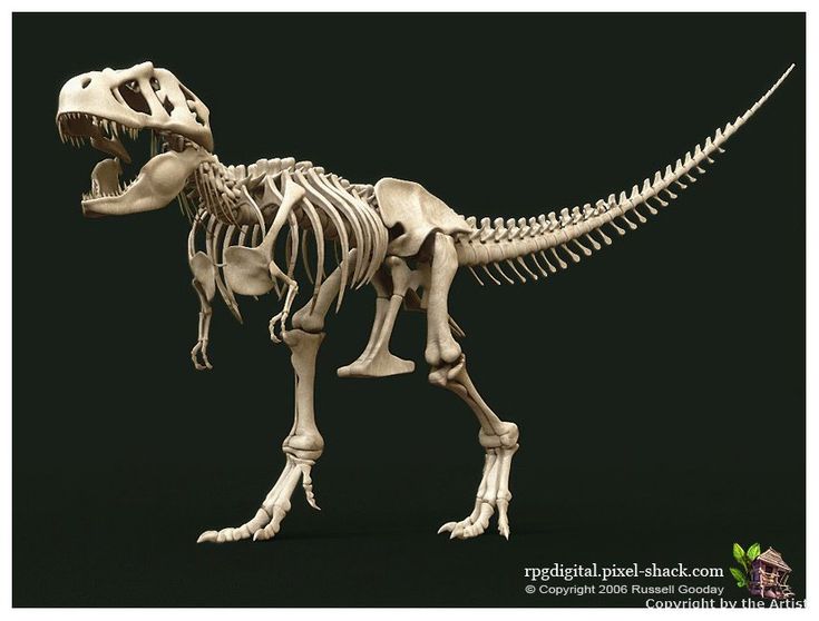 the skeleton of a t - rex is shown in full view with its mouth open