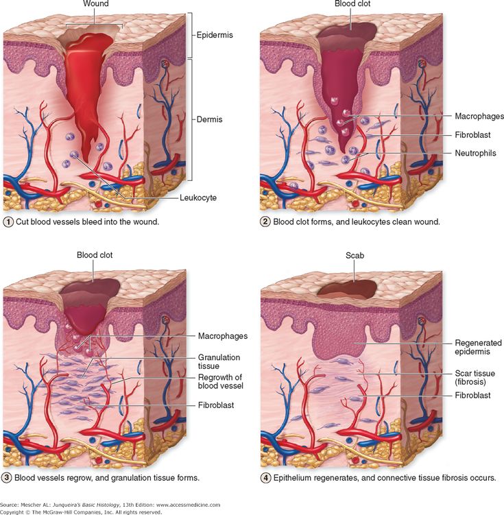 the stages of hair growth and how it works