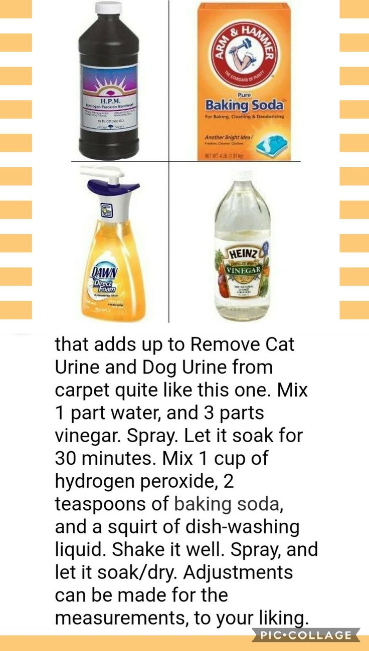 the instructions for how to remove cat urine and dog urine from carpet