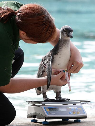 a woman holding a penguin on top of a scale