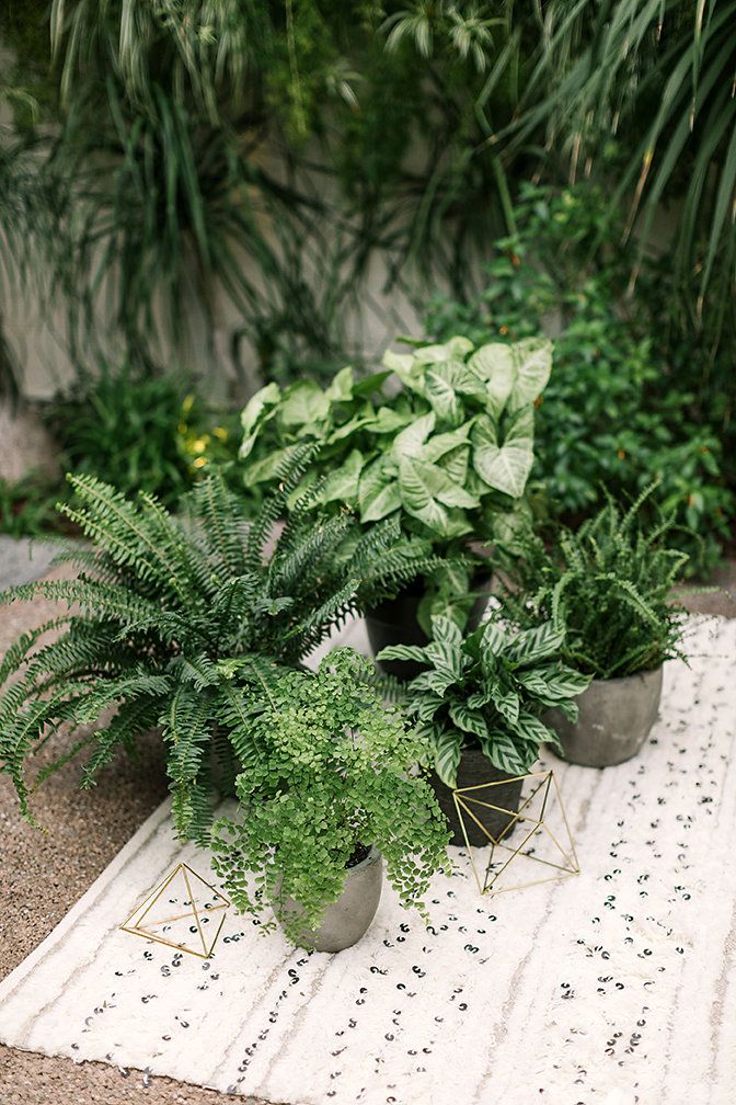 several potted plants sitting on top of a rug