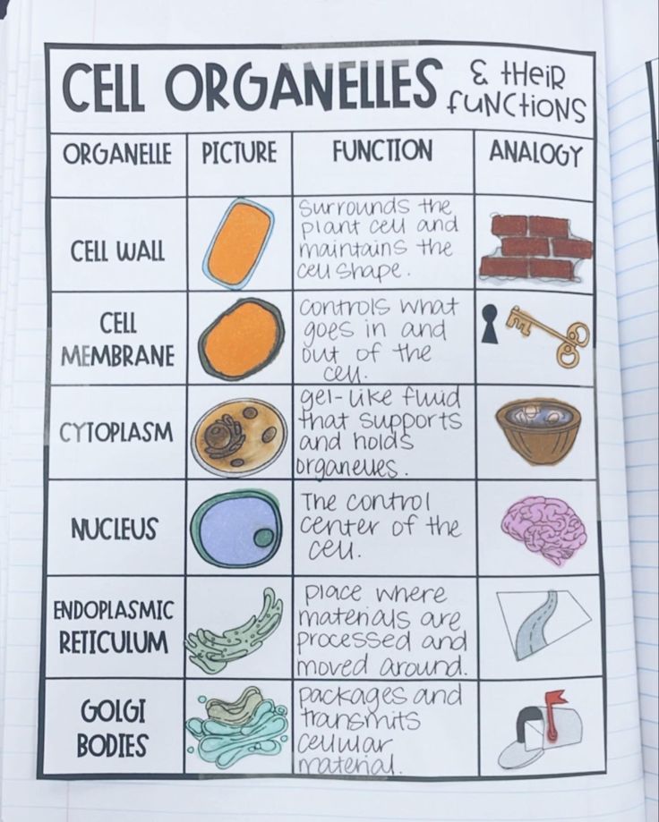 the cell organ diagram is shown in this handout for students to practice cell organ functions