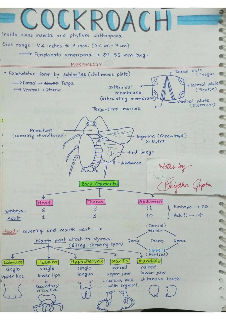 a handwritten diagram of a cockroach on a notebook with notes attached to it