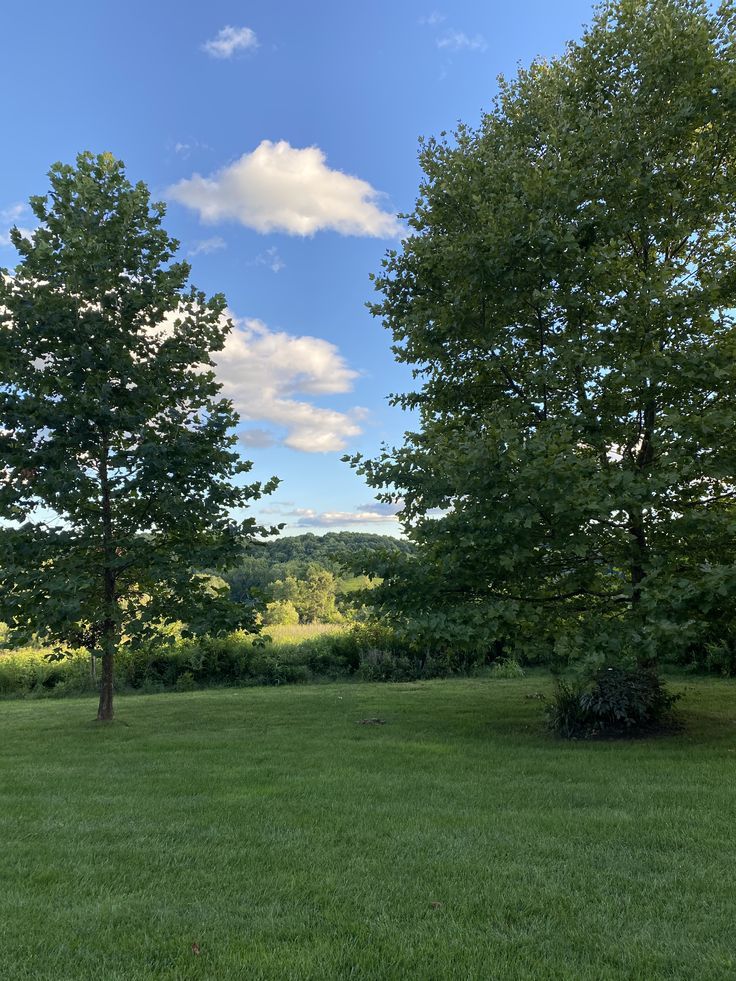 two trees in the middle of a grassy field with blue sky and clouds above them