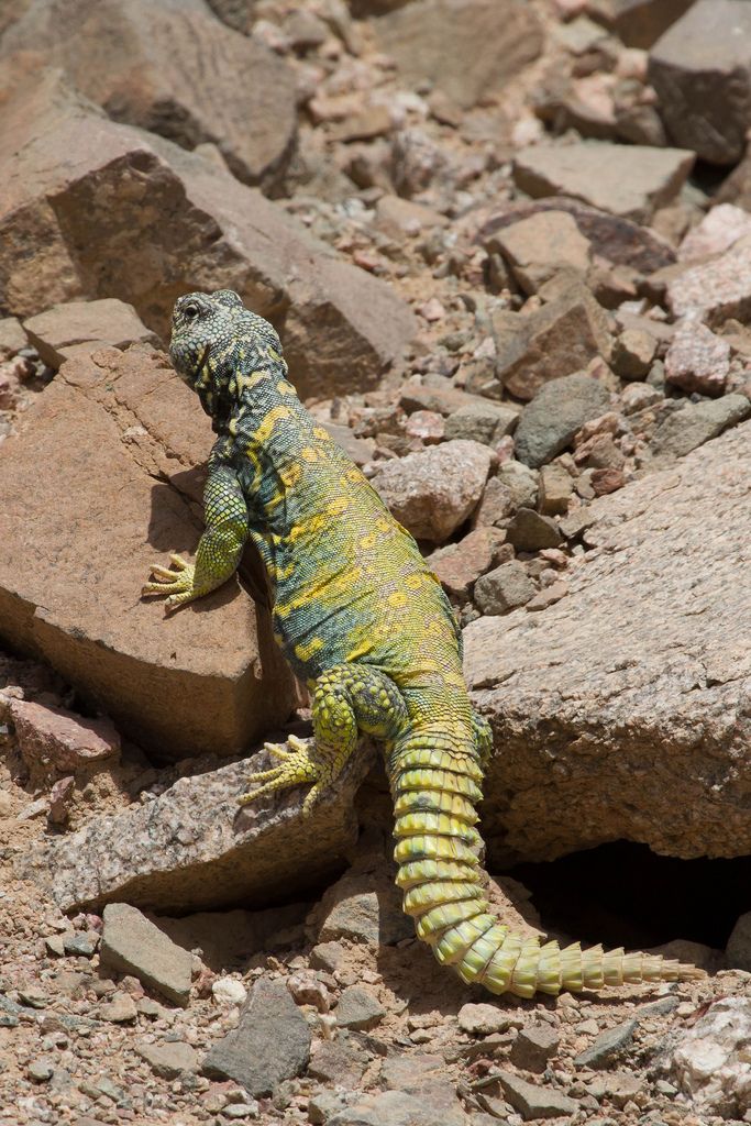 an iguana is sitting on some rocks