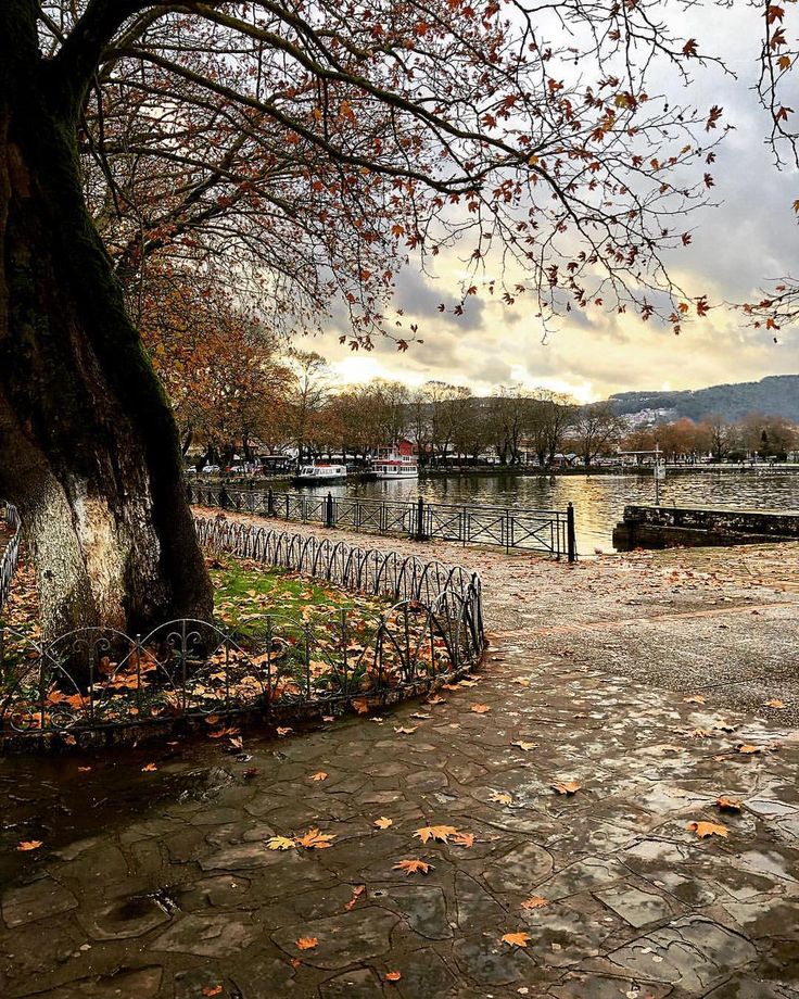 a park bench sitting next to a tree with leaves on the ground and water in the background