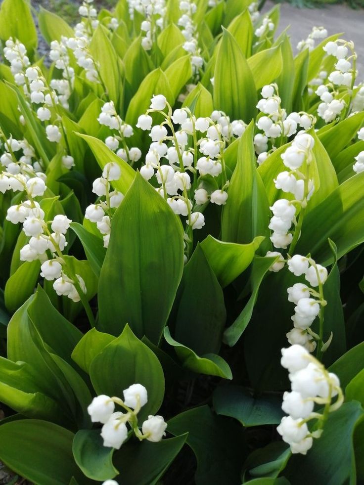 some white flowers that are growing in the grass