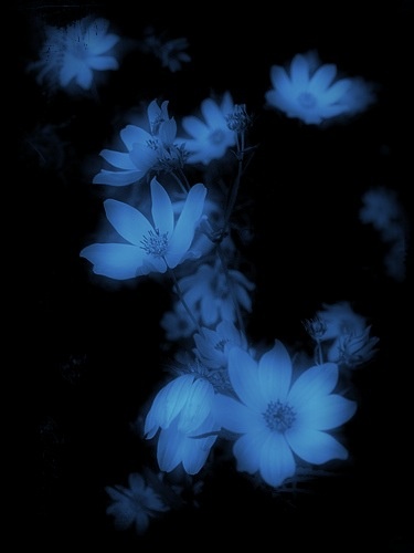 some blue flowers in the dark on a black background