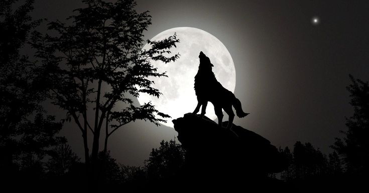 a wolf standing on top of a rock in front of a full moon