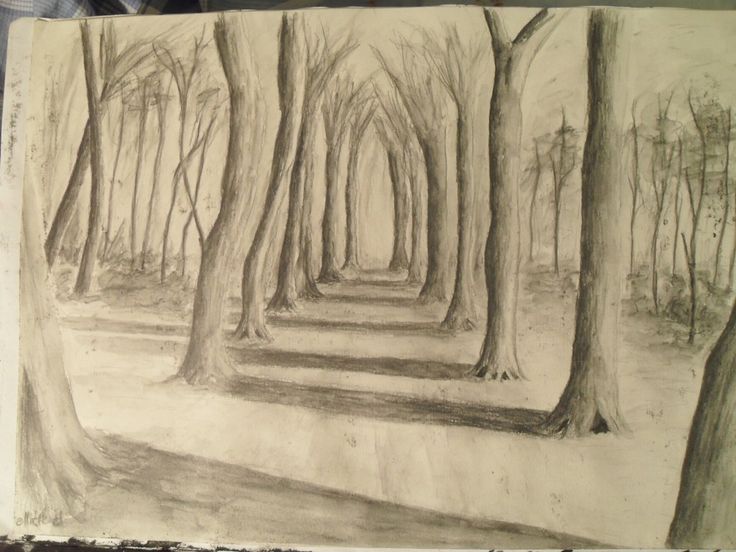 a pencil drawing of trees in the woods