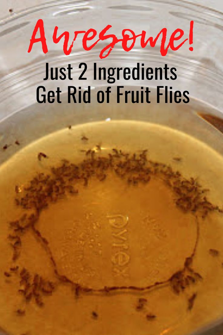 a glass bowl filled with fruit flies sitting on top of a table